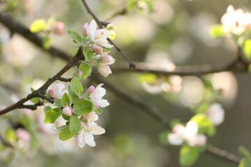 Beautiful blossoming apple tree with pink flowers outdoors, closeup. Space for text