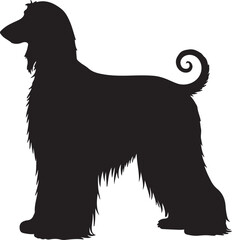 Afghan Hound vector silhouette on white background
