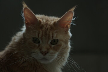 Close up portrait of a cat. Pet sitting on the sofa