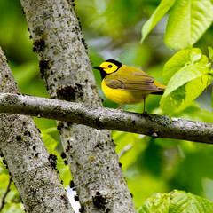 Hooded Warbler Setophaga citrina perched on a branch