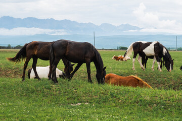 Obraz premium Modern animal livestock. Horses grazing in green field grassland farm countryside background. Horse in meadow chewing grass outdoor. Horse in natural eco farm. Herd of horses on green pasture