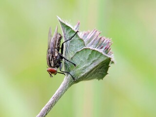 Housefly (Musca domestica) Perched on a Downy Flower Bud