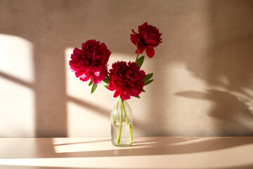 Red peony flower in a vase. Blooming peony flower, neutral background