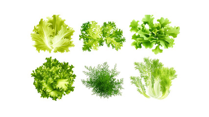 Fototapeta premium Assortment of Fresh Green Leafy Vegetables Lettuce, Kale, and Herbs