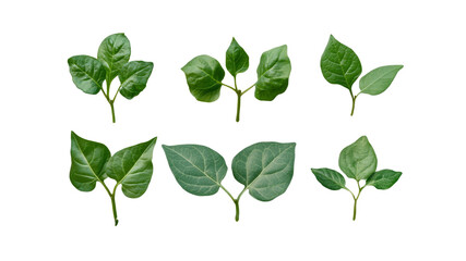 Fototapeta premium Six Green Plant Sprout Variations on Transparent Background