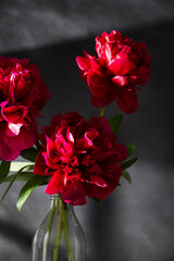 Red peony flower in a vase. Blooming peony flower, dark background