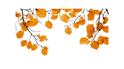Golden Autumn Leaves Branch Border - Isolated on Black