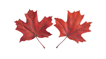 Fototapeta premium Two Vibrant Red Maple Leaves Isolated on Transparent Background