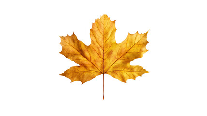 Fototapeta premium Single Golden Autumn Maple Leaf Isolated on Transparent Background