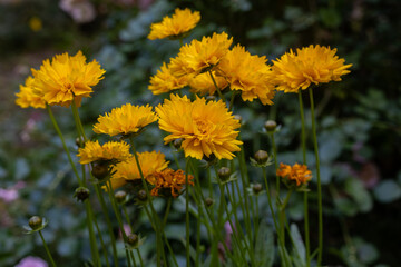 Coreopsis grandiflora (Girl's eye) blooming in the garden
