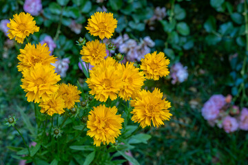 Coreopsis grandiflora (Girl's eye) blooming in the garden
