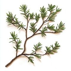 Fototapeta premium Rosemary sprig close up studio shot on white background