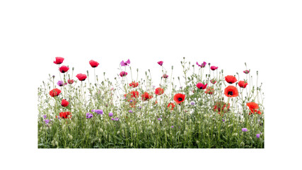 Vibrant Wildflower Meadow with Red Poppies and Purple Flowers
