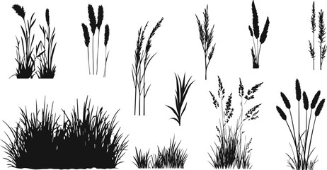 Silhouette of cattails and reeds. Wild grass on the river bank. Swamp coastal plants.