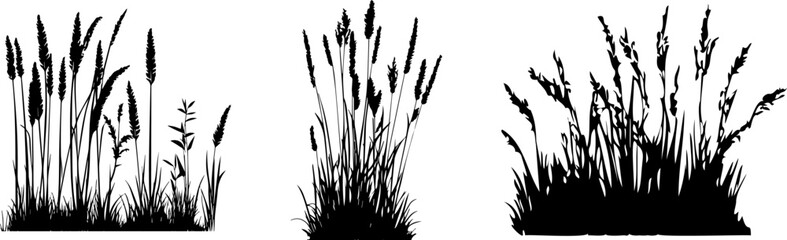 Silhouette of cattails and reeds. Wild grass on the river bank. Swamp coastal plants.