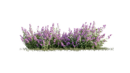 Fototapeta premium Lush Lilac Bush Border - Springtime Floral Arrangement