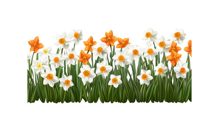 Fototapeta premium Vibrant Spring Daffodil Border - White and Orange Flowers in Lush Green Grass