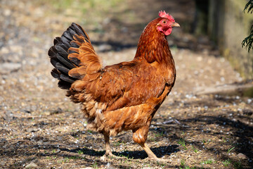 Kura na wolnym wybiegu w słoneczny dzień