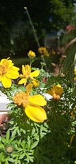 yellow flowers in the garden