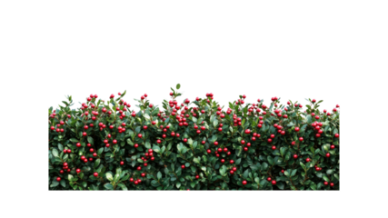 Lush Red Berry Hedge, Vibrant Autumnal Foliage Background