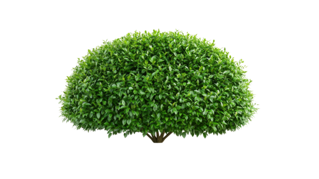 Lush Green Semicircular Boxwood Shrub Isolated on Transparent Background
