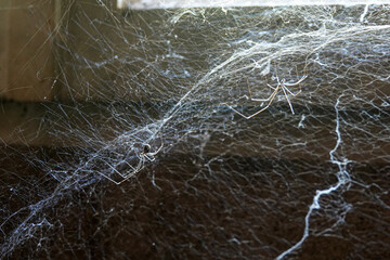 Two spiders are actively creating webs in a dusty, abandoned room.