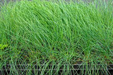 Background of dense patches of green grass flourish in a garden space