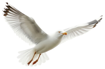 PNG  Beautiful seagull flying animal white bird.