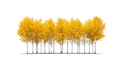 Golden Autumn Grove Row of Vibrant Yellow Trees Isolated on Transparent Background