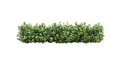 Obraz premium Lush Green Boxwood Hedge, Isolated on Transparent Background