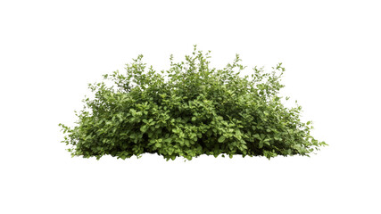 Fototapeta premium Lush Green Shrubbery Bush, Isolated on Transparent Background