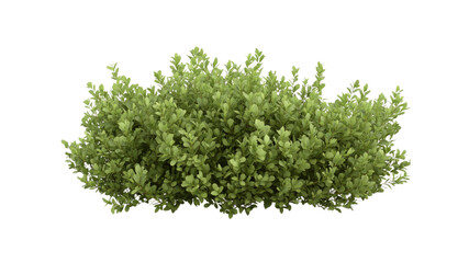 Obraz premium Lush Green Boxwood Shrub Isolated on Transparent Background - Perfect for Landscaping and Garden Design