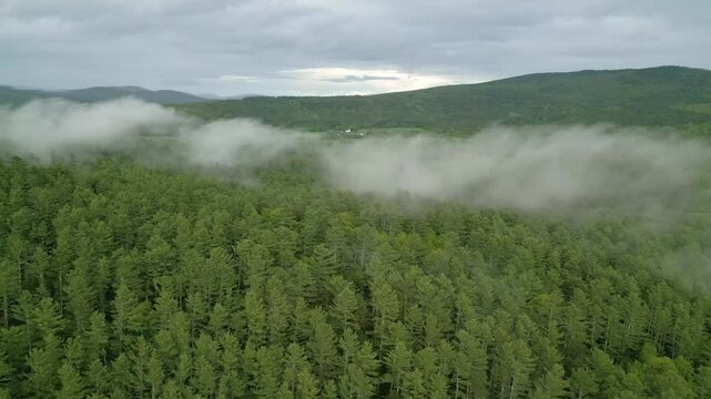 Fog Over Pine Forest in Maine Mountains, drone 4K