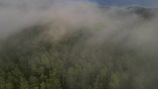 Aerial View Timelapse of Fog in Dense Pine Forest at Golden Hour in Maine