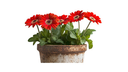 Vibrant Red Gerbera Daisies in Rustic Pot
