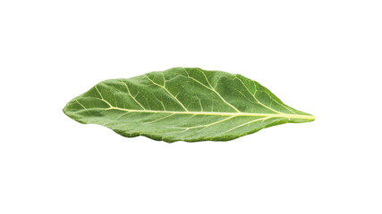 Single Vibrant Green Leaf Isolated on Transparent Background