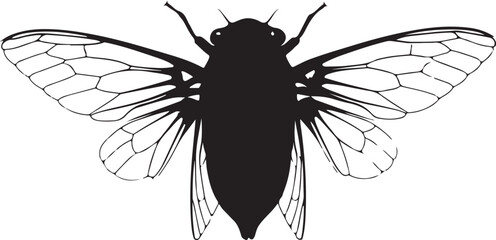 Cicada 