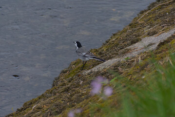 a striking magpie perches near the river aare in berne, its glossy black-and-white plumage contrasting against the lush greenery. soft natural light enhances the serene and picturesque scene.