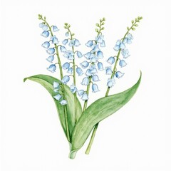 Lily of the valley - Bluebell Flowers