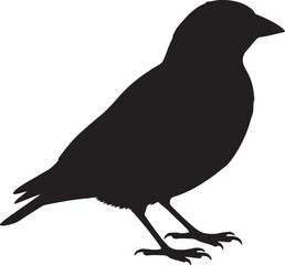 Cowbird Solid Vector Silhouette