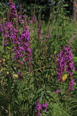 Lythrum salicaria (purple loosestrife), close up. Flowers of a purple loosestrife (Lythrum salicaria). Beautiful summer background. Beautiful floral background 
