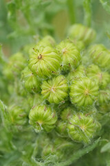 Cluster of Green Seed Pods of Tansy flowers, Tanacetum vulgare in Nature
