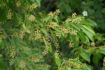 Fototapeta premium Closeup on the invasive wild black cherry, Prunus serotina shrub