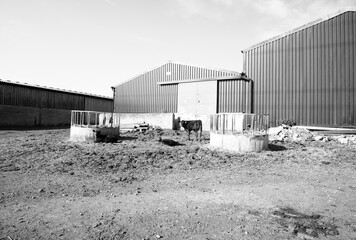 Barns on a cattle farm