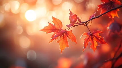 "Autumn Leaves with Colorful Foliage and Seasonal Nature Background"