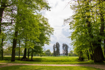 Scenic Forest Clearing with Green Meadow and Distant Trees. Peaceful clearing in spring forest with green meadow and trees under a partly cloudy sky.