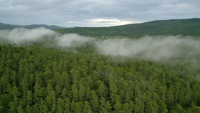  Fog Over Pine Forest in Maine Mountains