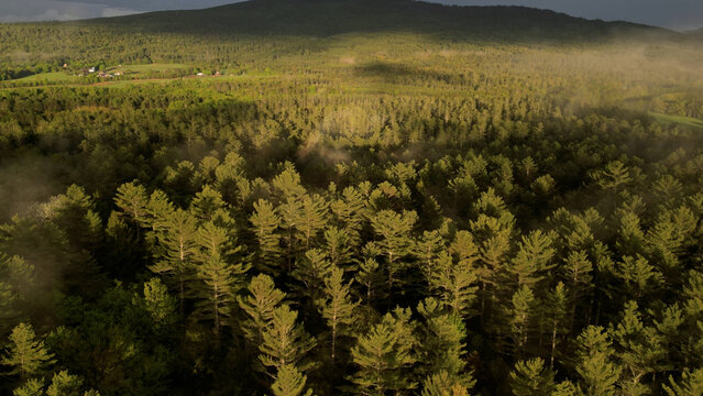 Aerial View of Dense Pine Forest at Golden Hour in Maine