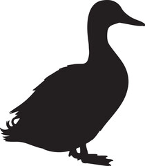 duck isolated on white