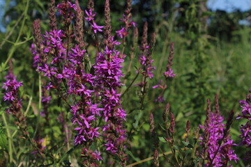 Lythrum salicaria (purple loosestrife), close up. Flowers of a purple loosestrife (Lythrum...